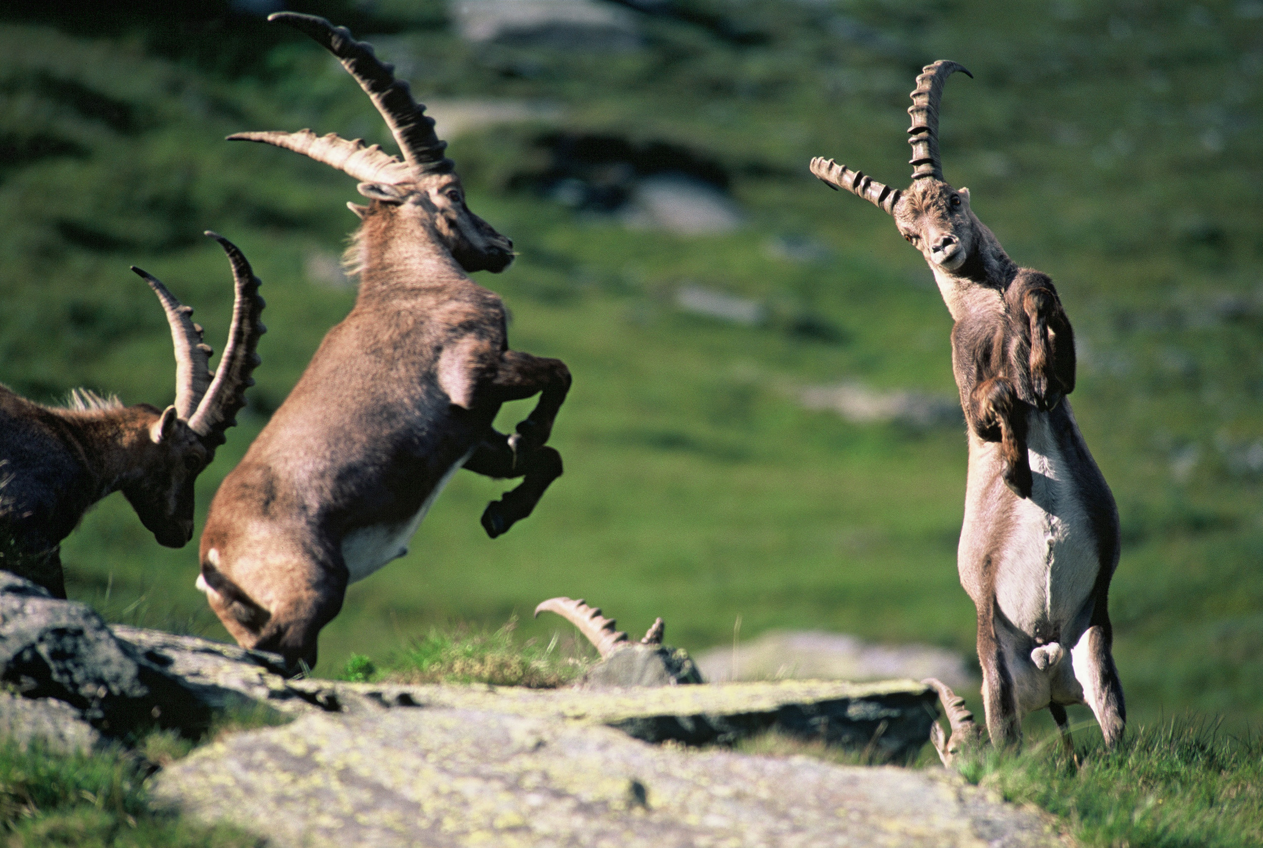 Животный мир европы. Фауна Швейцарии. Альпийский горный козел Ибекс. Национальный парк Швейцария животные. Ибекс в Австрии.