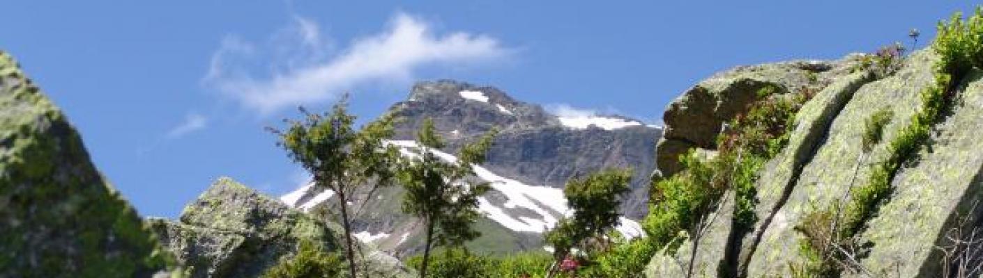 Almrauschblüte im Tauerntal