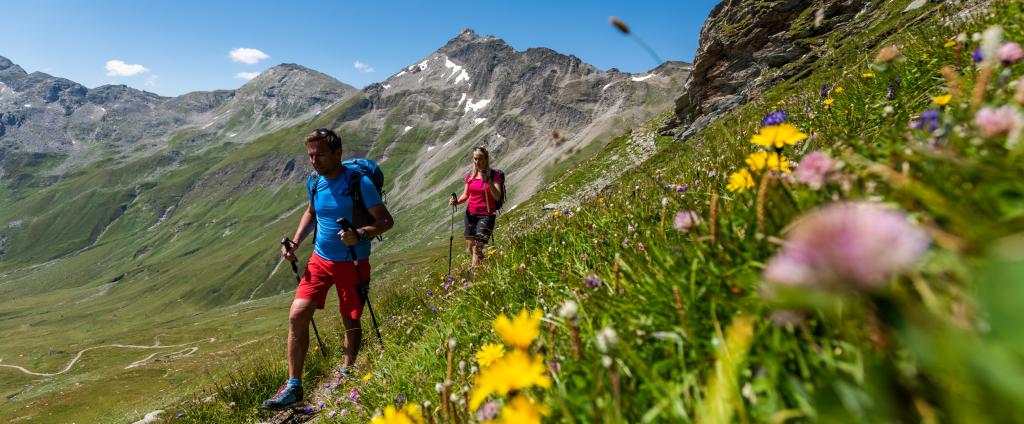 Bergblumen am Tauernhöhenweg