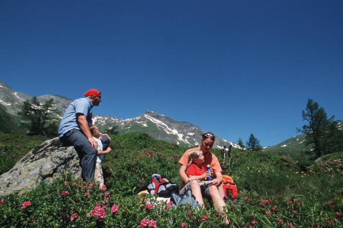 Almrauschblüte auf der Jamnigalm