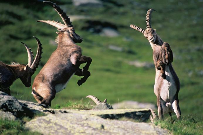 Wildtierbeobachtung mit Nationalparkranger