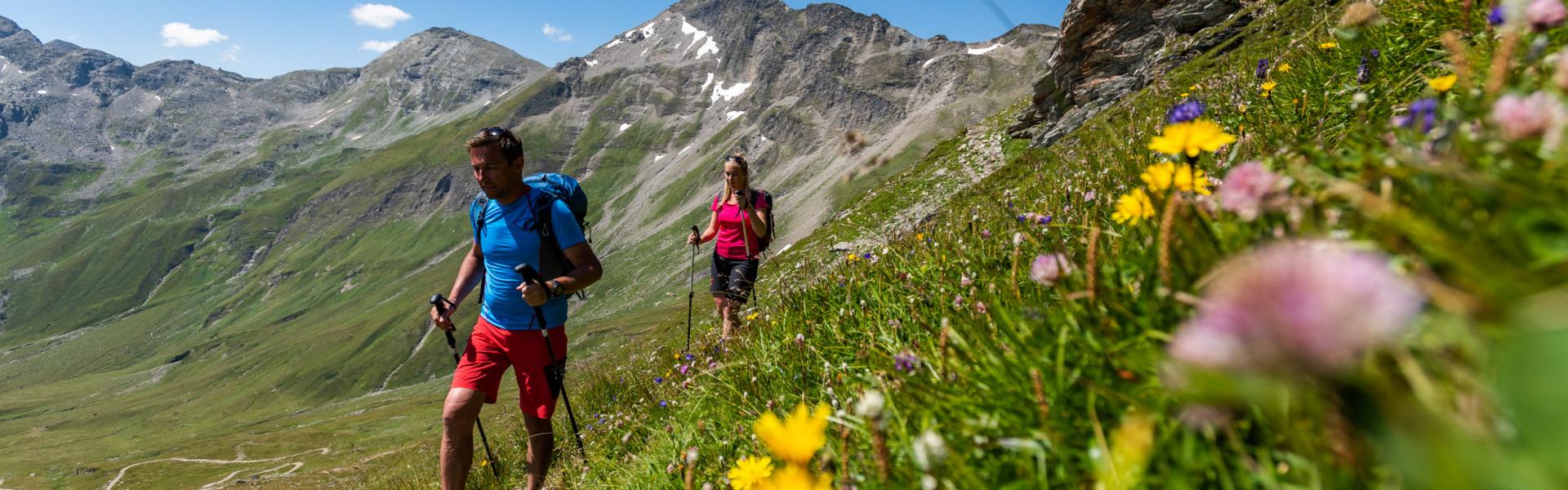 Bergblumen am Tauernhöhenweg